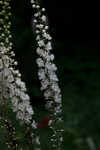 Black bugbane <BR>Black cohosh